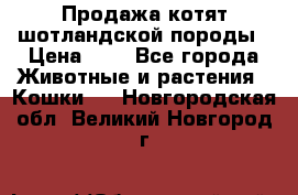 Продажа котят шотландской породы › Цена ­ - - Все города Животные и растения » Кошки   . Новгородская обл.,Великий Новгород г.